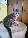 C285 Litter Joey