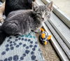 C285 Litter Joey