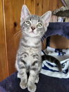 C285 Litter Joey