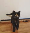 C286 litter Roo