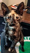 C286 litter Roo