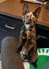 C286 litter Roo