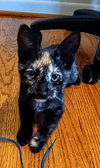 C286 litter Roo