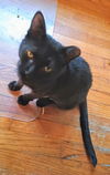 C286 litter Mother Winie