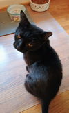 C286 litter Mother Winie