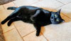 C286 litter Mother Winnie
