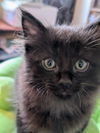C282 litter Elvah
