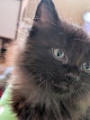 C282 litter Elvah