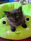 C282 litter Elvah