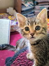 C282 litter Floki