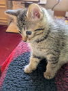 C282 litter Floki