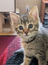 C282 litter Floki