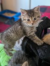 C282 litter Astrid