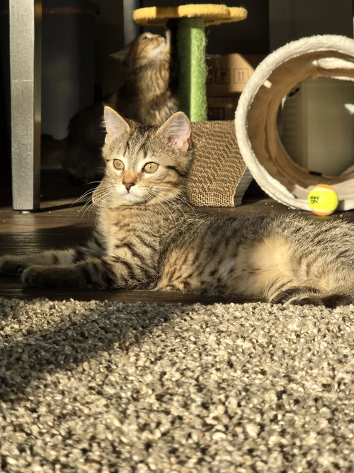 C282 LITTER ASTRID (ADOPTED) - Domestic Medium Hair available for adoption