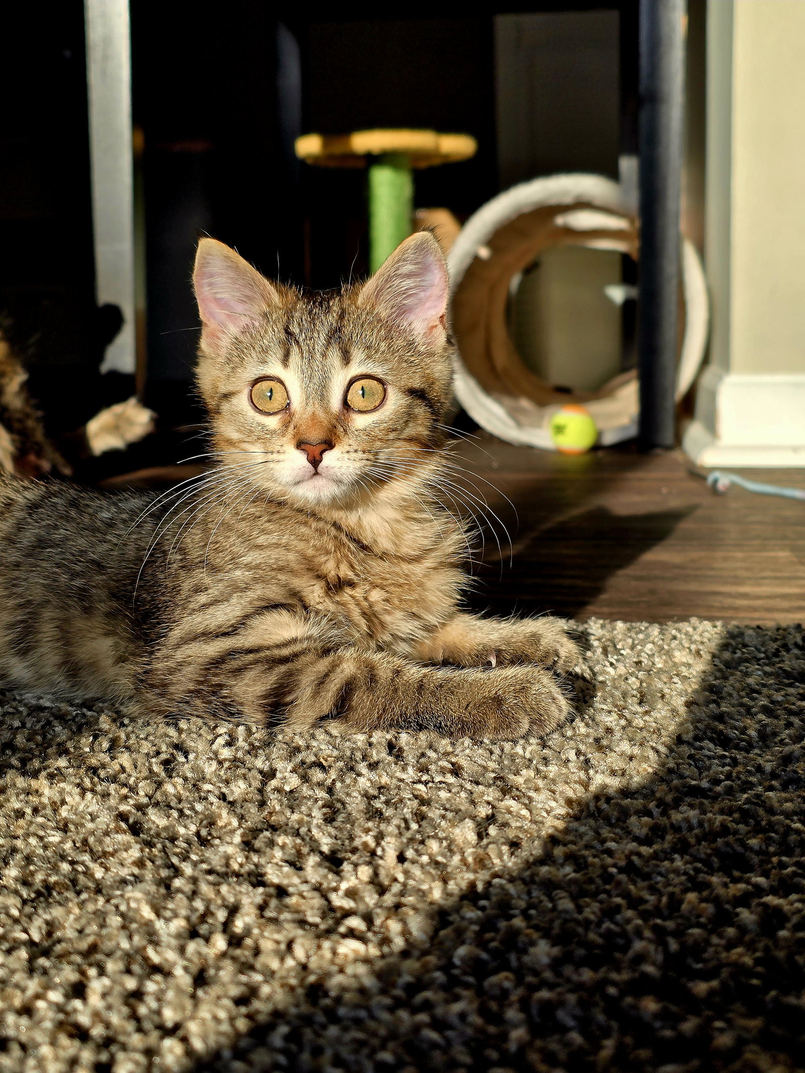 C282 litter Astrid (Adopted) Image
