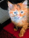 C282 litter Freya