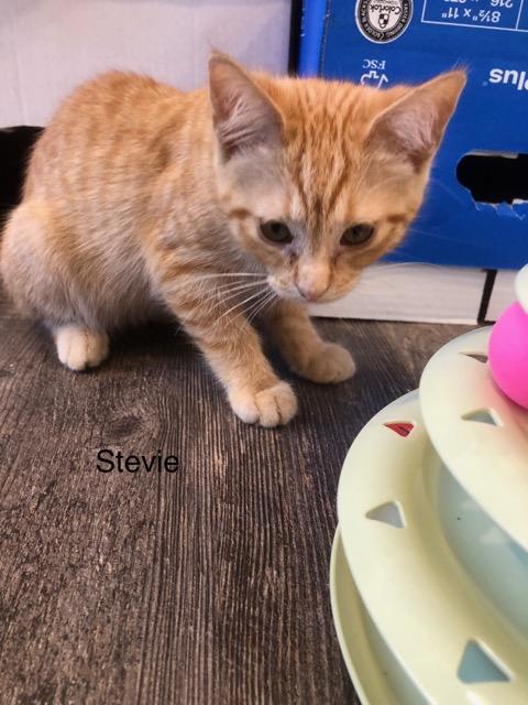 C289 Litter Stevie-ADOPTED