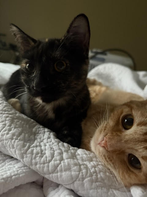 C290 LITTER SELMA - Domestic Short Hair available for adoption