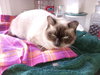 C291 Litter Twila (Mother)