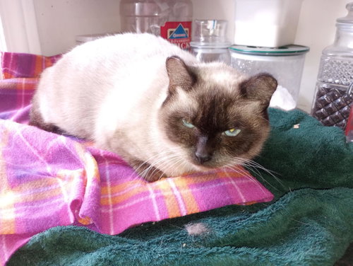 C291 LITTER TWILA (MOTHER) - Domestic Short Hair available for adoption