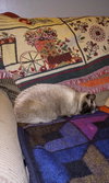 C291 Litter Twila (Mother)