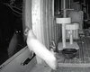 C291 Litter Twila (Mother)