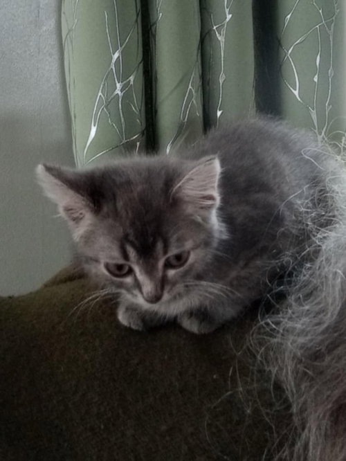 C291 LITTER SALLY (ADOPTED) - Domestic Short Hair available for adoption