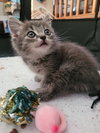 C291 Litter Sally