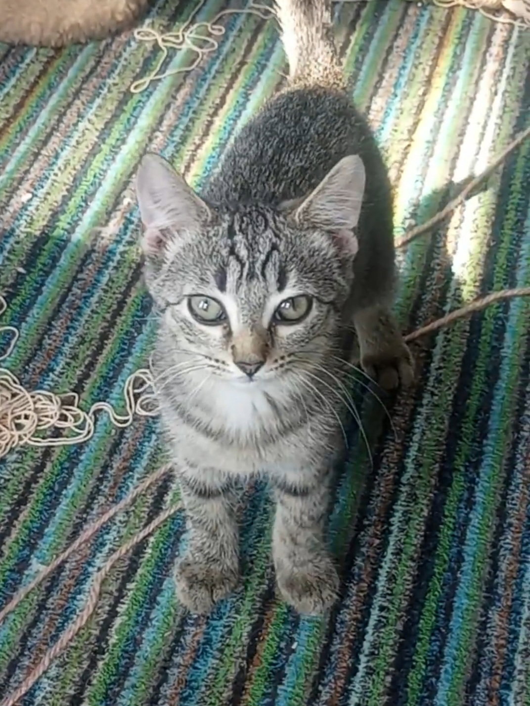 C291 Litter Ramona (ADOPTED) Image