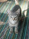 C291 Litter Ramona