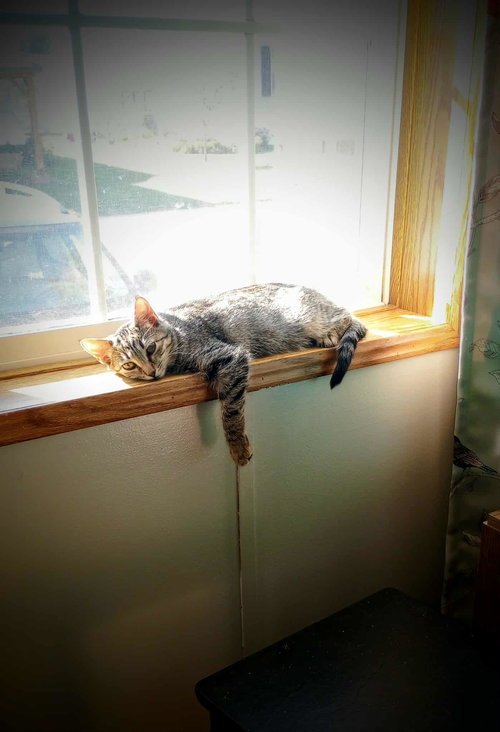C291 LITTER RAMONA (ADOPTED) - Domestic Short Hair available for adoption