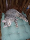 C291 Litter Ramona