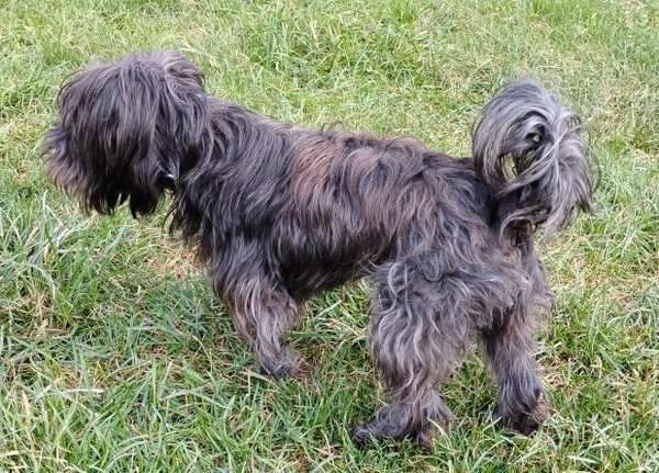 Toto