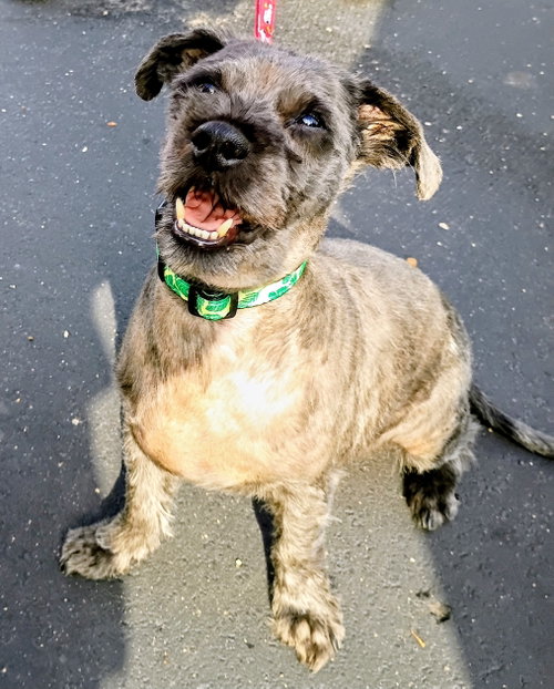 Toto, an adoptable dog