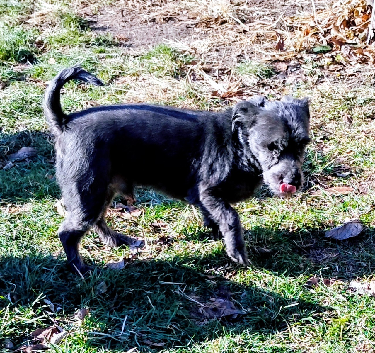 Toto, photo 2
