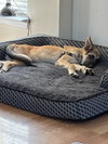 Heidi