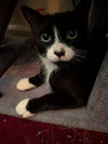 C292 Litter Bootsy (Mother)
