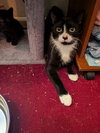 C292 Litter Bootsy (Mother)