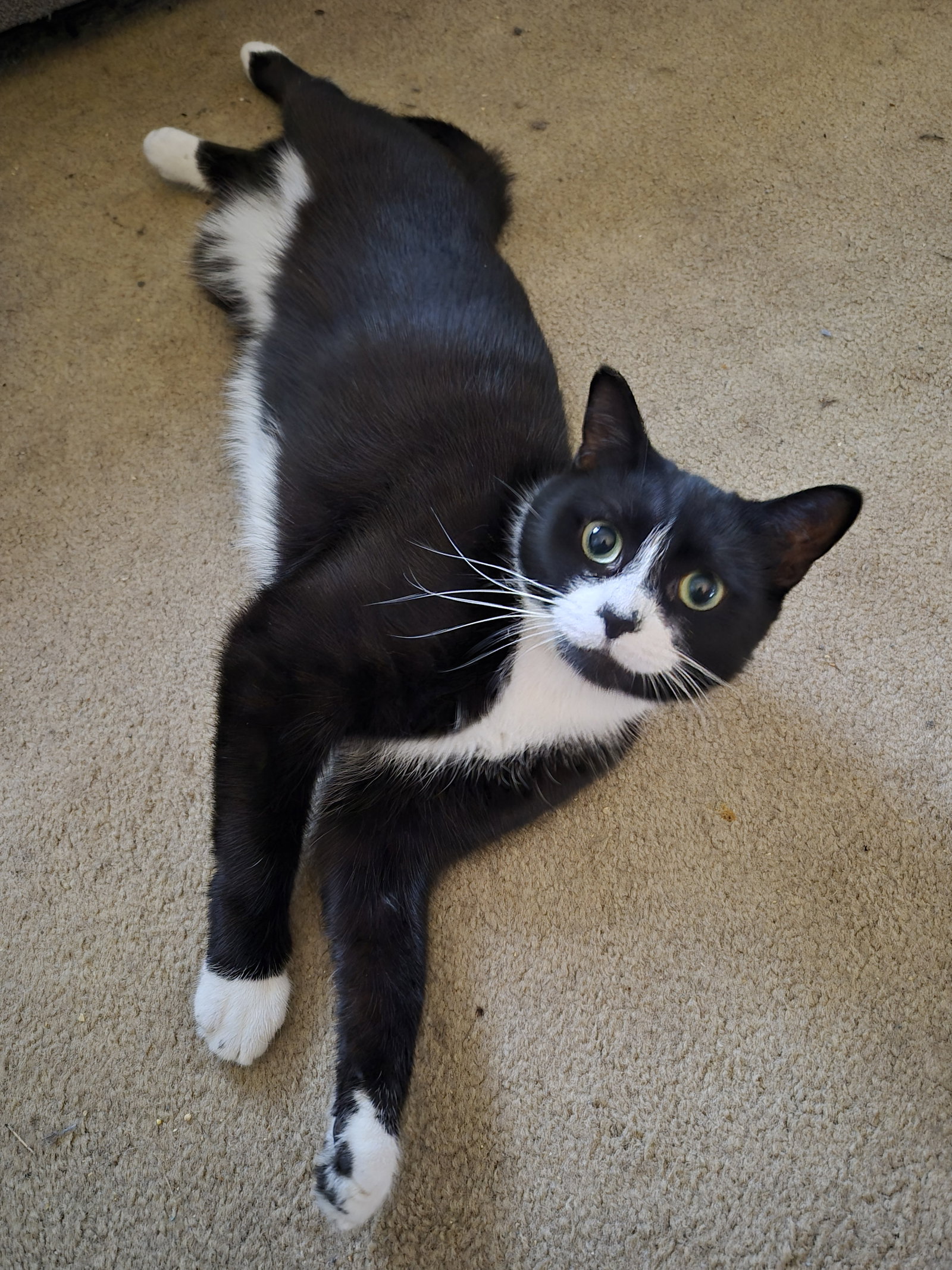 C292 Litter Bootsy (Mother) Image