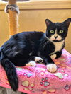 C292 Litter Bootsy (Mother)