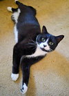 C292 Litter Bootsy (Mother)