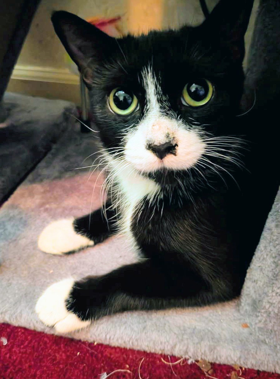 C292 Litter Bootsy (Mother), photo 8