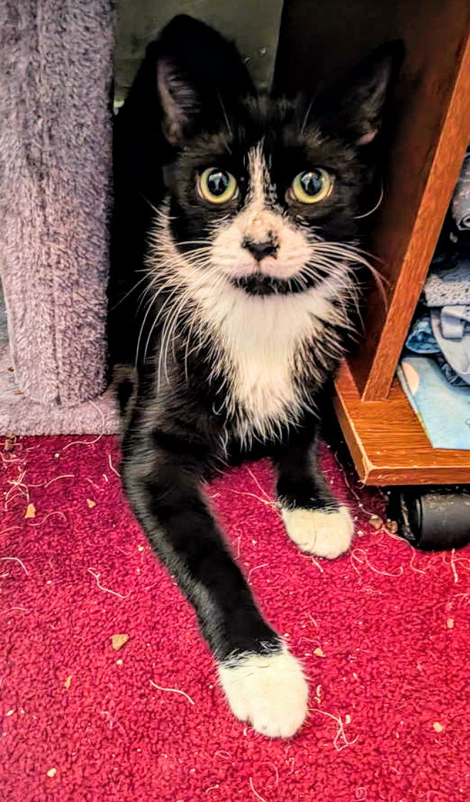 C292 Litter Bootsy (Mother), photo 7