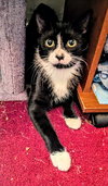 C292 Litter Bootsy (Mother)