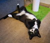 C292 Litter Bootsy (Mother)