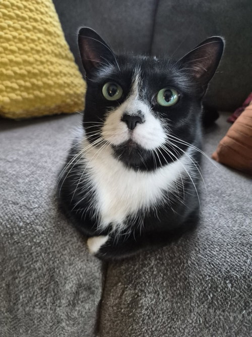 picture of the cat needing adoption