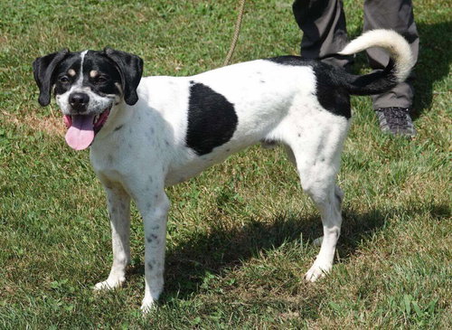 BUCKLEY - Hound available for adoption