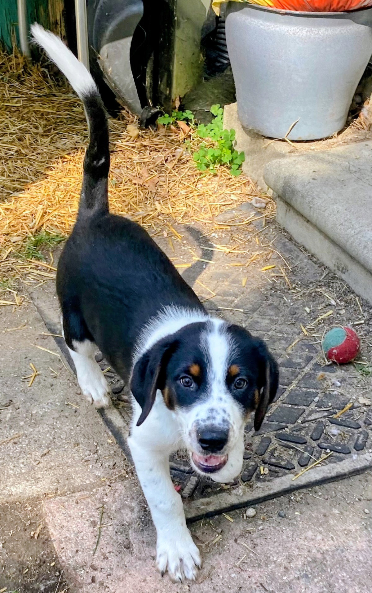 D126 Litter JJ (Pending Adoption) Image