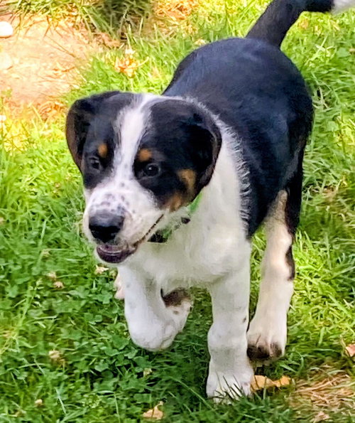 D126 LITTER JJ (PENDING ADOPTION) - Beagle / Australian Shepherd available for adoption