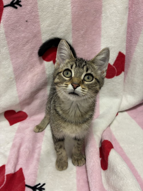 MARIBEL - Tabby / Domestic Short Hair available for adoption